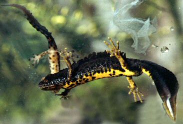 Great Crested Newt - Durham Wildlife Trust